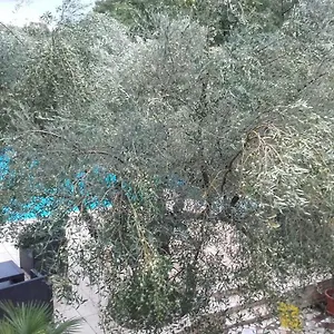 Appartamento Carolina, Tar-Vabriga